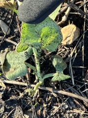 Cucurbita foetidissima