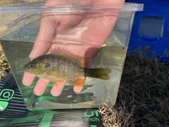 Lepomis macrochirus × cyanellus