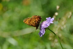 Boloria titania