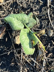 Cucurbita foetidissima