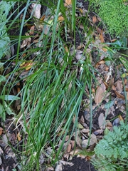 Carex perraudieriana image