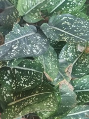 Dieffenbachia seguine