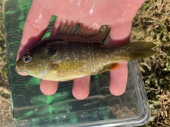 Lepomis macrochirus × cyanellus