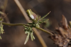 Cordylanthus rigidus setigerus