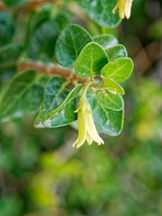 Withania frutescens
