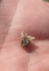 Isocladus dulciculus