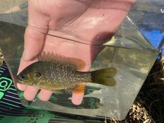 Lepomis macrochirus × cyanellus