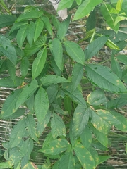 Syngonium podophyllum