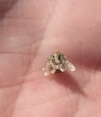 Isocladus dulciculus