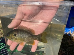 Lepomis macrochirus × cyanellus