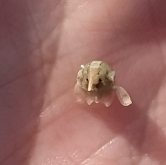 Isocladus dulciculus