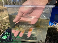 Lepomis macrochirus × cyanellus