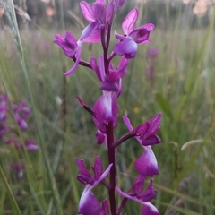 Anacamptis laxiflora