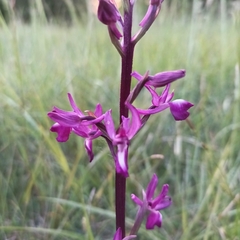 Anacamptis laxiflora