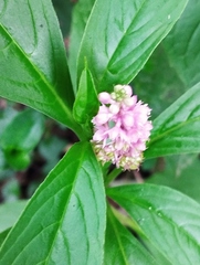 Phytolacca bogotensis