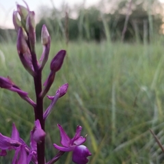 Anacamptis laxiflora