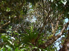Vriesea procera