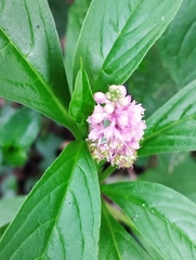 Phytolacca bogotensis