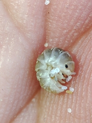 Armadillidium album