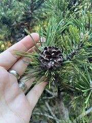 Pinus mugo