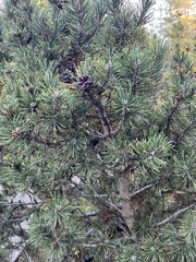 Pinus mugo