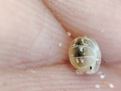 Armadillidium album