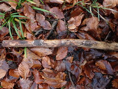 Basidioradulum radula