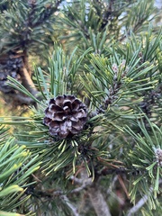 Pinus mugo
