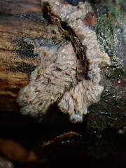 Basidioradulum radula