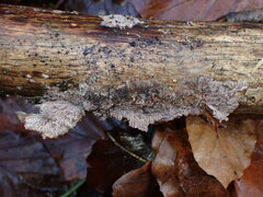 Basidioradulum radula