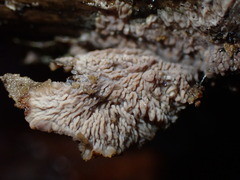 Basidioradulum radula