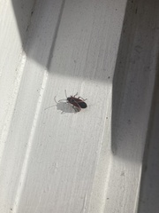 Neacoryphus bicrucis