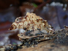 Basidioradulum radula