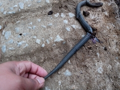 Drymarchon melanurus