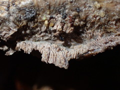 Basidioradulum radula