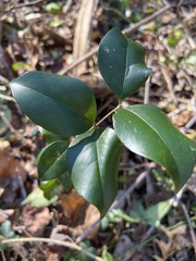 Ligustrum japonicum