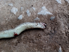 Drymarchon melanurus