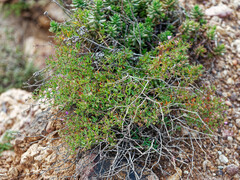 Fagonia cretica
