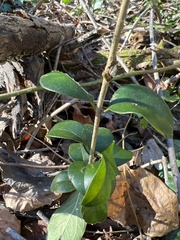 Ligustrum japonicum
