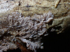 Basidioradulum radula