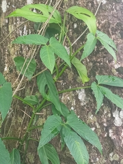 Syngonium podophyllum