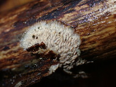 Basidioradulum radula