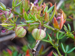 Fagonia cretica