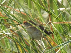 Spartonoica maluroides