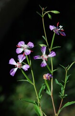 Clarkia delicata