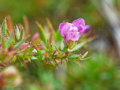 Fagonia cretica
