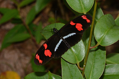 Heliconius telesiphe