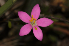 Centaurium portense