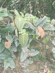 Philodendron hederaceum