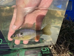 Lepomis macrochirus × cyanellus